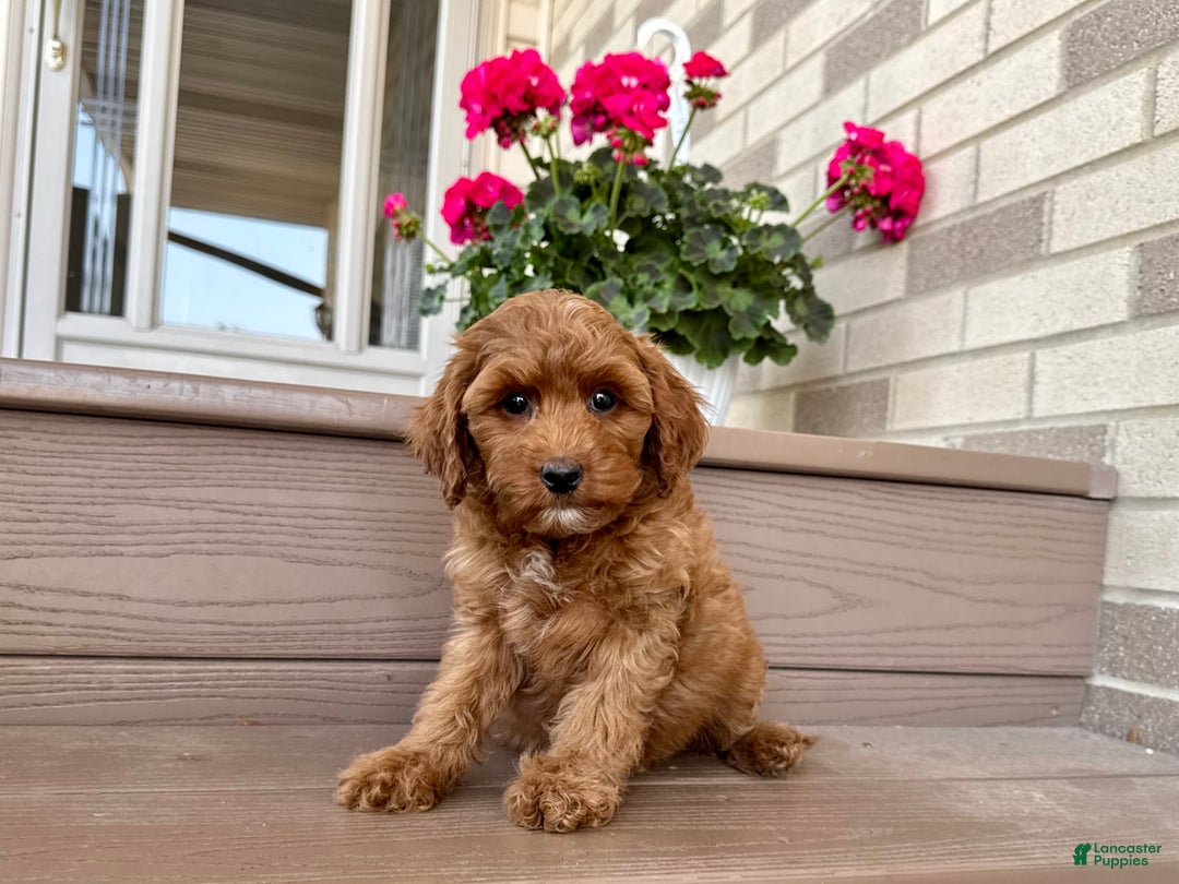 Cockapoo dogs for sale: Samantha - Ad 8