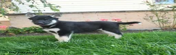 Gerberian Shepsky dogs for sale: Jett  - Ad 2