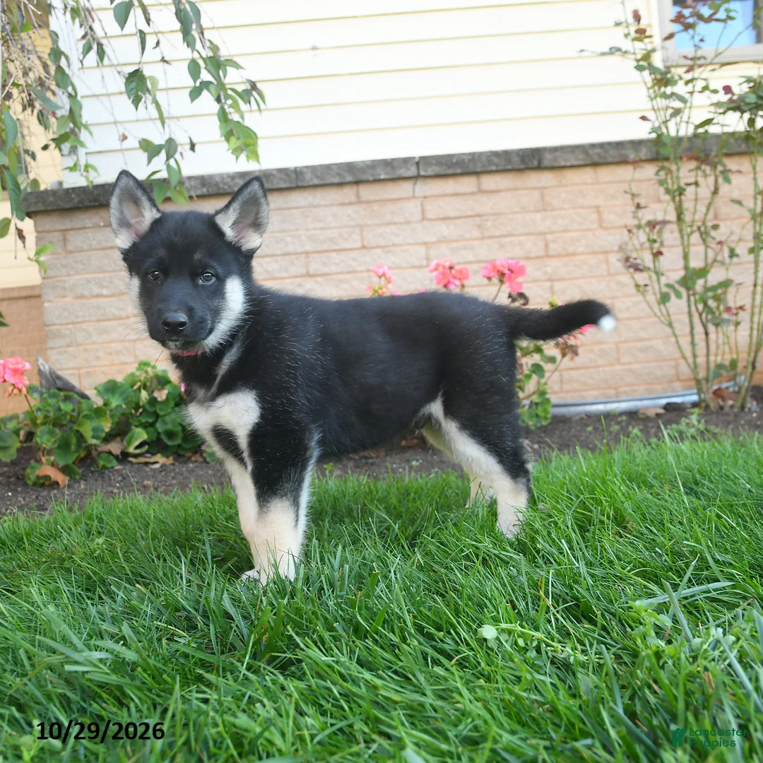 Gerberian Shepsky dogs for sale: Jett  - Ad 2