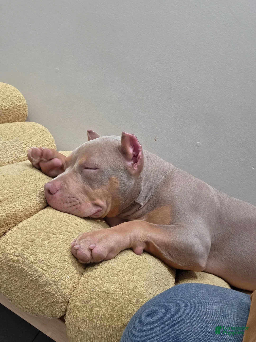 American Bully dogs for sale: American Bully 1 - Ad 2