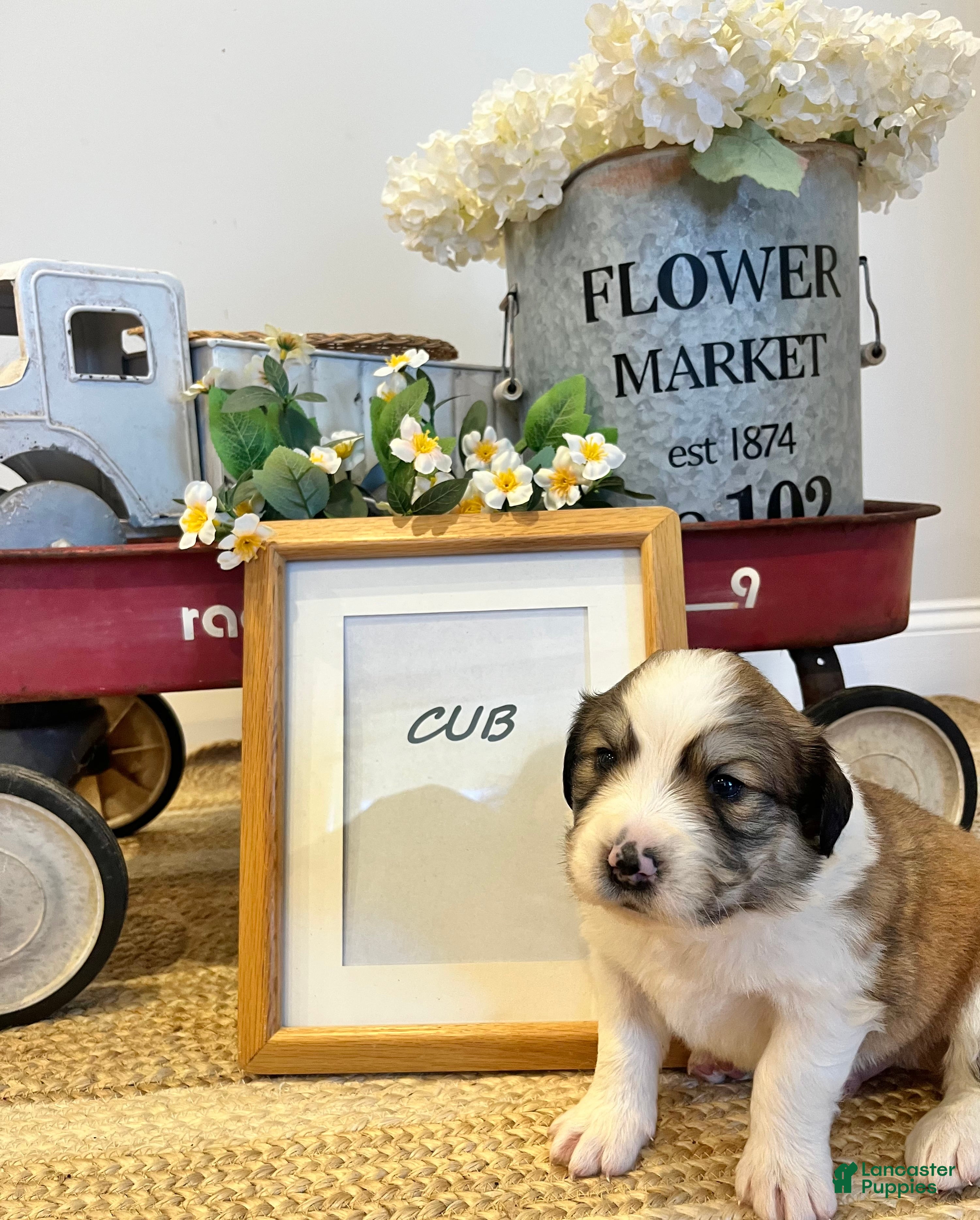 Mixed Breed dogs Cub - Ad 21