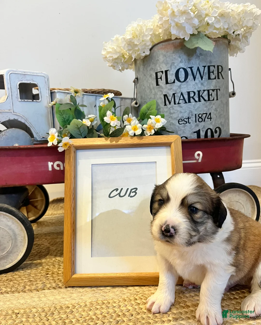 Mixed Breed dogs for sale: Cub - Ad 1