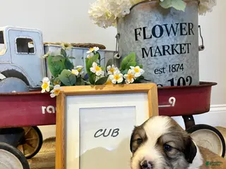 Mixed Breed dogs Cub - Ad 5