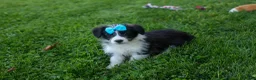 Corgipoo dogs for sale: NELSON - Ad 4
