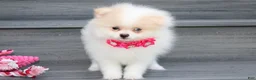 Pomeranian dogs for sale: Roxy - Ad 7