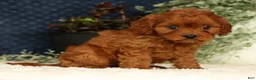 Cavapoo dogs for sale: Faye - Ad 4