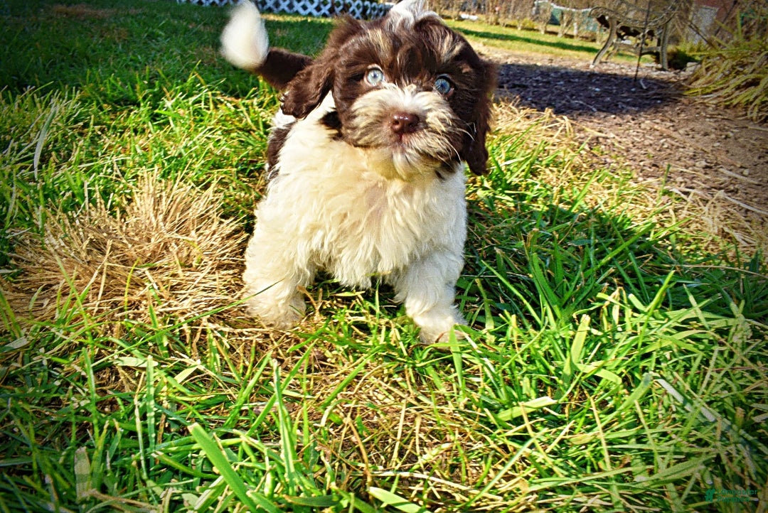 Havapoo dogs for sale: Precious - Ad 11