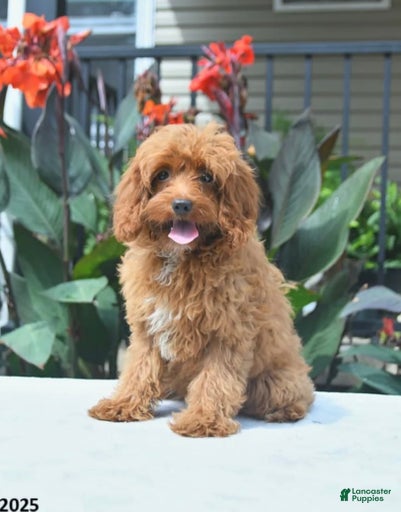 Gallery Image {{count}}