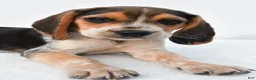 Beagle dogs for sale: Andy - Ad 12