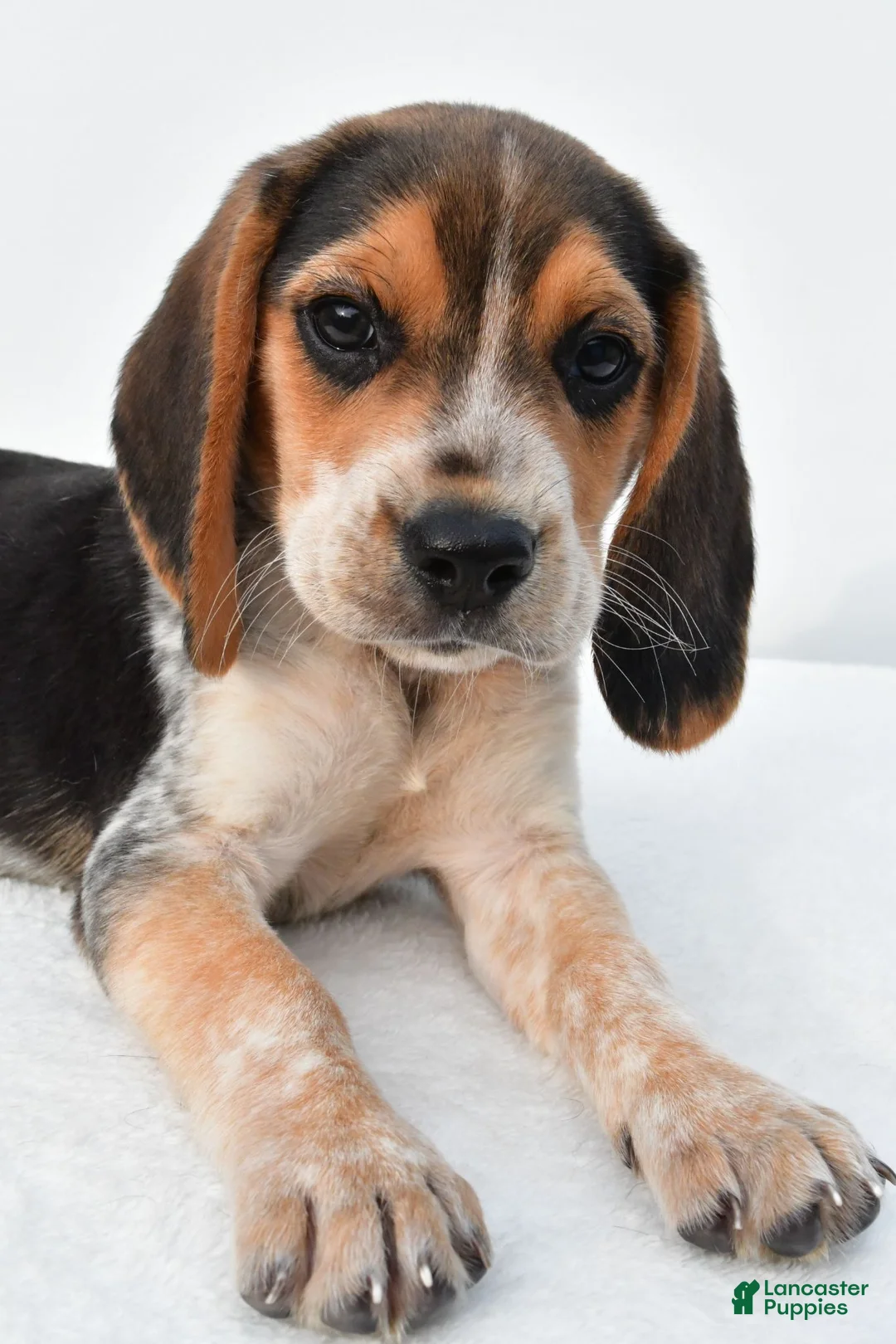 Beagle dogs for sale: Andy - Ad 12