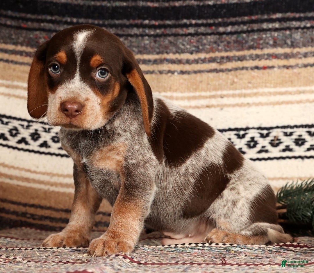 Beagle dogs for sale: Comet - Ad 2