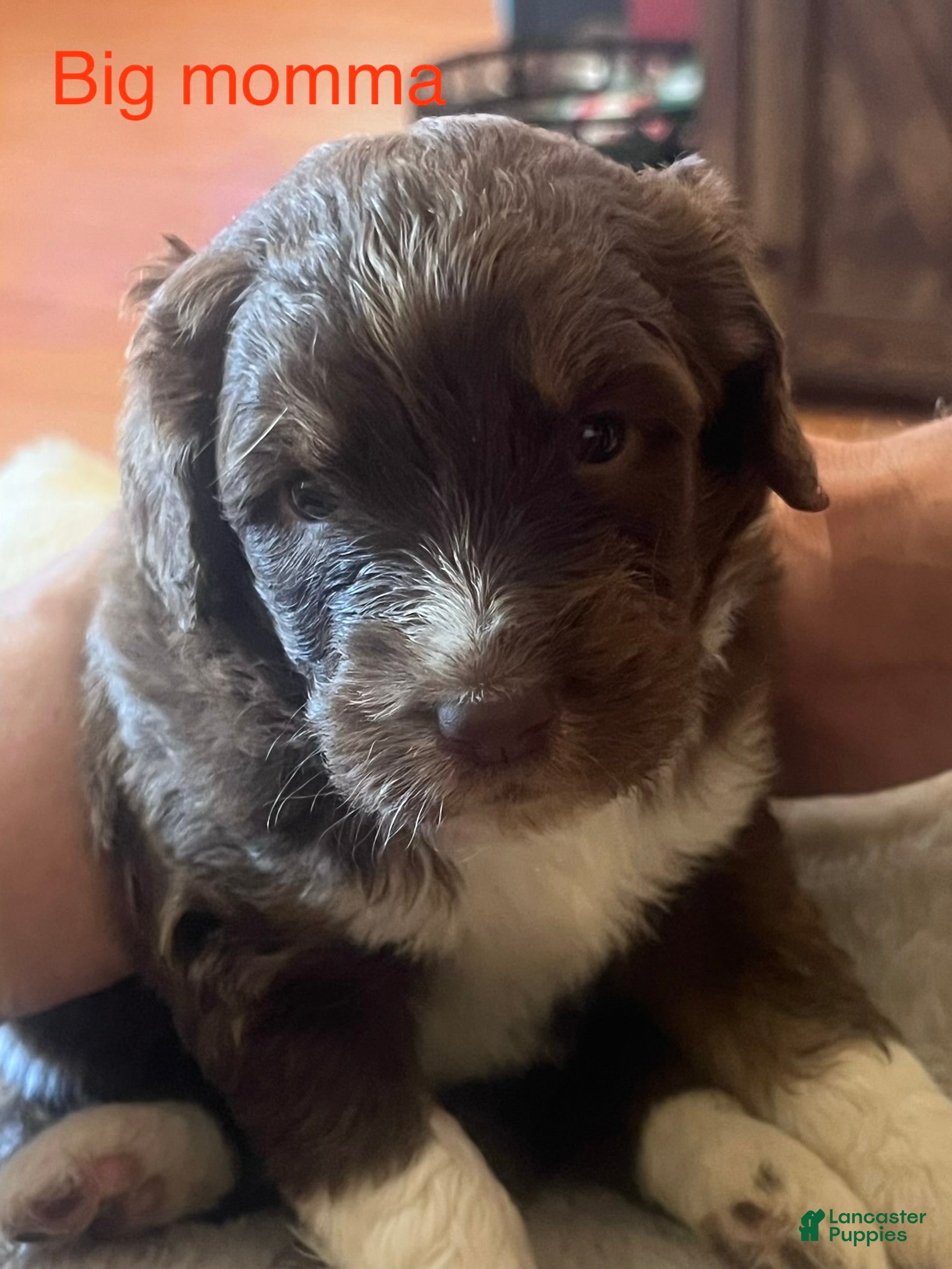 Aussiedoodle dogs Aussiedoodle 5 - Ad 26