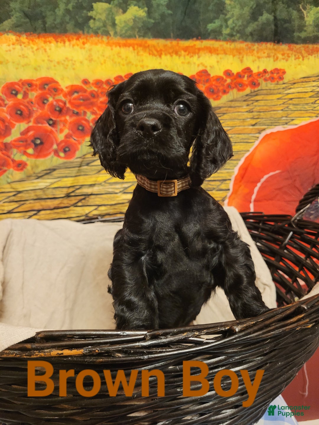 Cockapoo dogs for sale: Brown Boy  - Ad 3