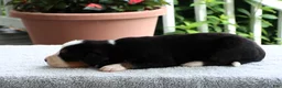Bernese Mountain Dog dogs for sale: Kristen - Ad 3
