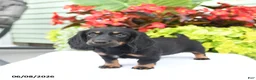 Miniature Dachshund dogs for sale: Oakley - Ad 3