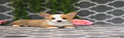 Welsh Corgi Pembroke dogs for sale: Queen   - Ad 3