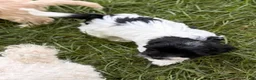 Mixed Breed dogs for sale: Jaime  - Ad 3