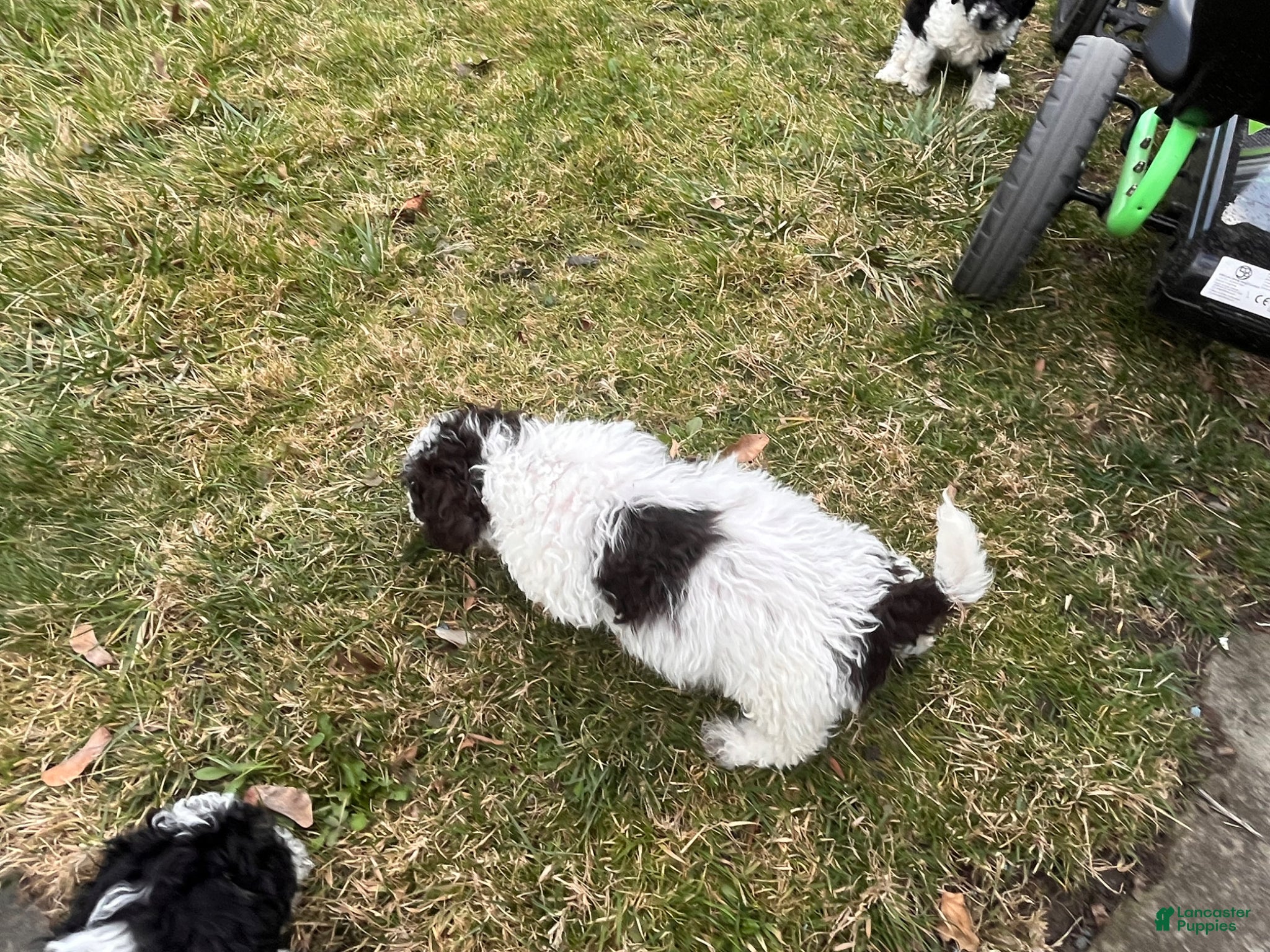 Miniature Poodle dogs Little shock  - Ad 4