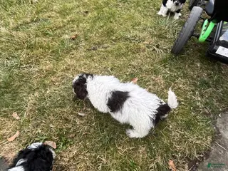 Miniature Poodle dogs Little shock - Ad 4