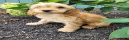 Cavapoo dogs for sale: Nugget - Ad 3