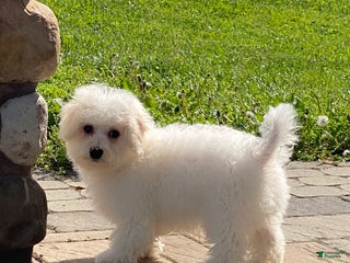 Bichon Frise dogs - Ad 10