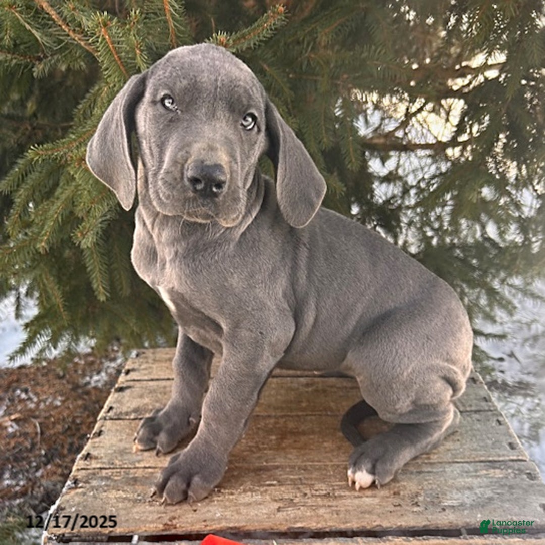 Great Dane dogs for sale: Sky - Ad 3