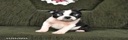 Boston Terrier dogs for sale: Ruby - Ad 8