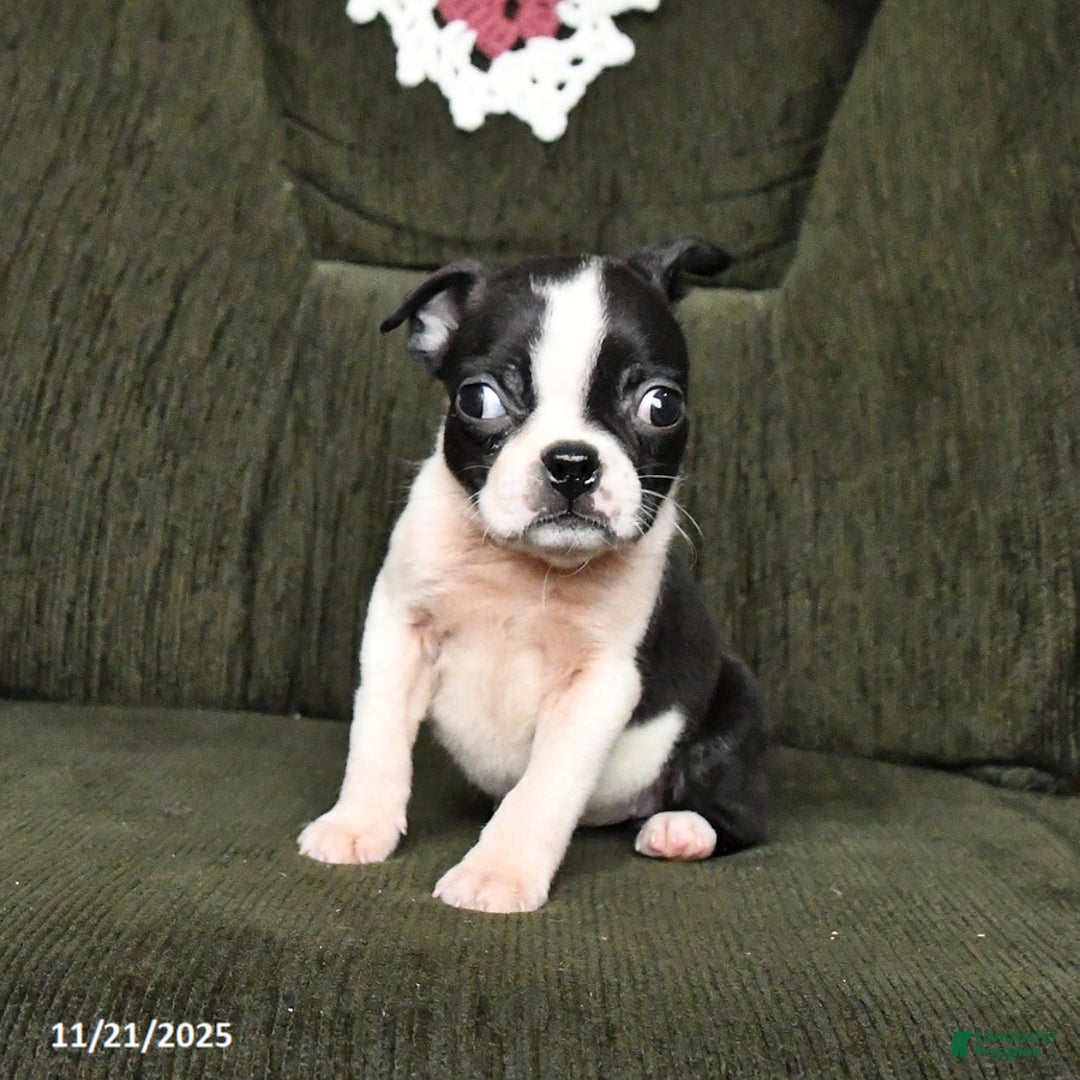Boston Terrier dogs for sale: Ruby - Ad 8