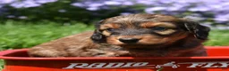 Miniature Dachshund dogs for sale: Rusty - Ad 7