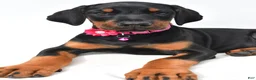 Doberman Pinscher dogs for sale: Buffy - Ad 5