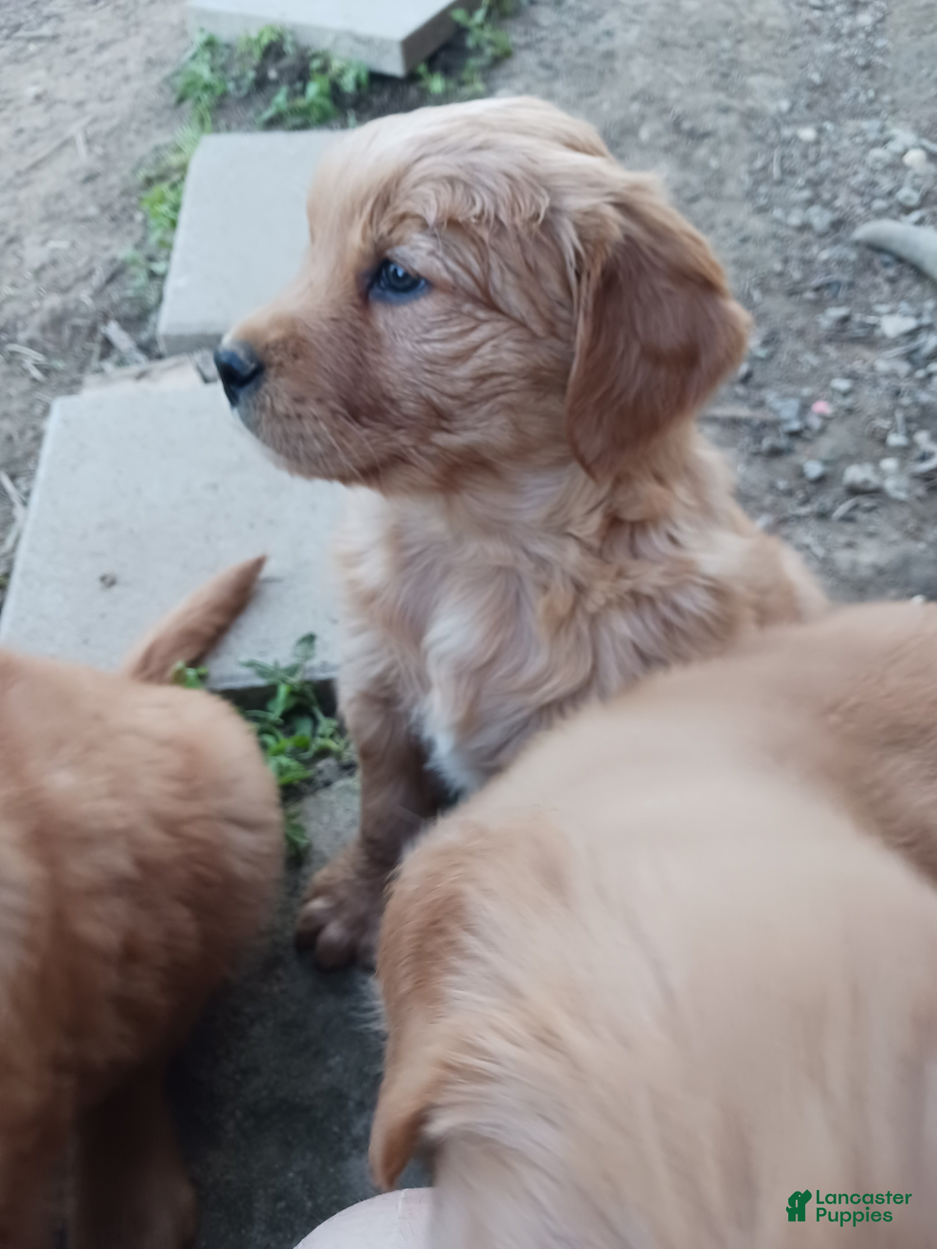 Golden Retriever dogs Spruce - Ad 13