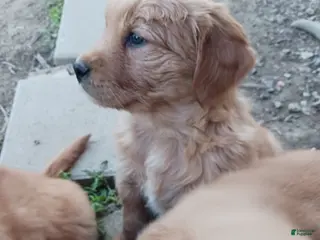 Golden Retriever dogs Spruce - Ad 24