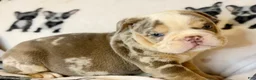 English Bulldog dogs for sale: Versace - Ad 62