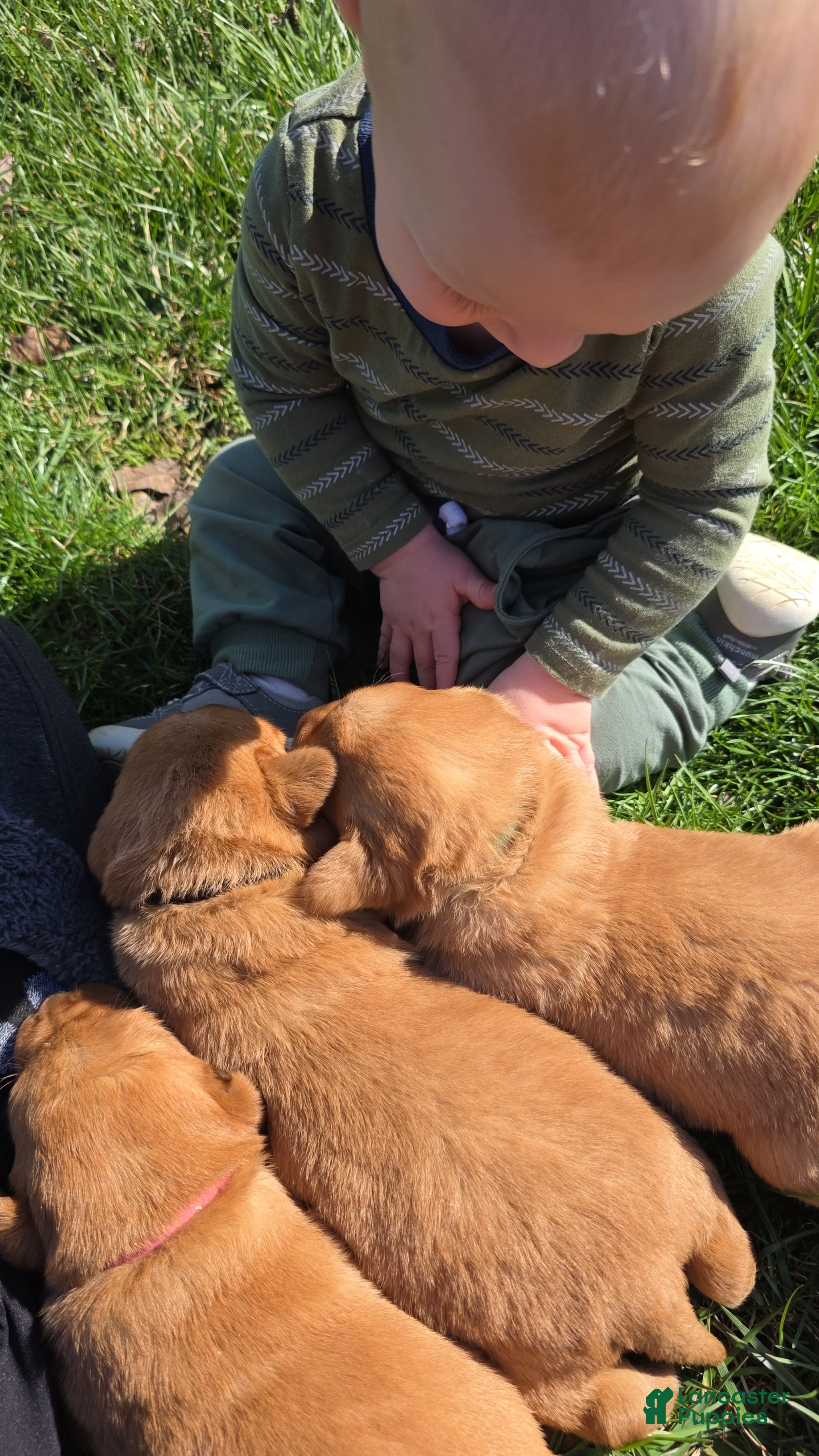 Labrador Retriever dogs Grits 🖤 - Ad 2