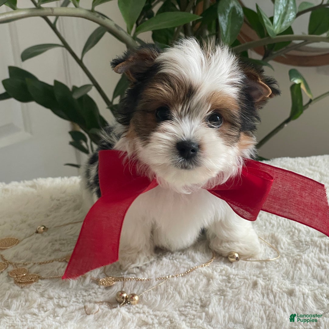 Biewer Terrier dogs for sale: Toby - Ad 2