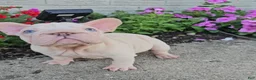 French Bulldog dogs for sale: Aspen - Ad 3