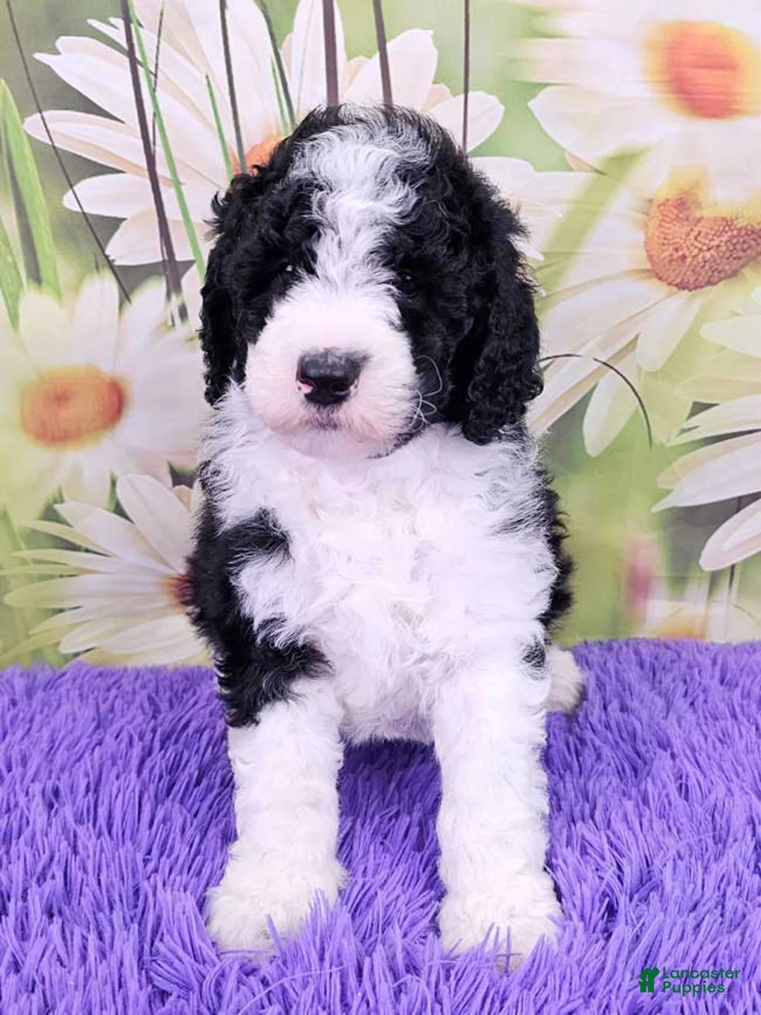 Mini Sheepadoodle dogs for sale: Winslet - Ad 1