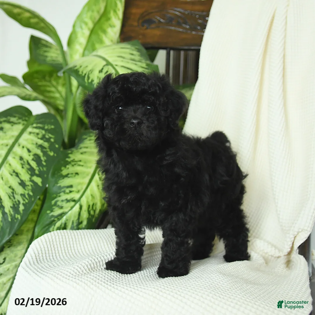 Miniature Poodle dogs for sale: Sterling - Ad 3
