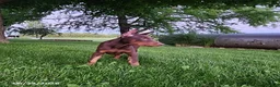 Doberman Pinscher dogs for sale: Grant - Ad 3