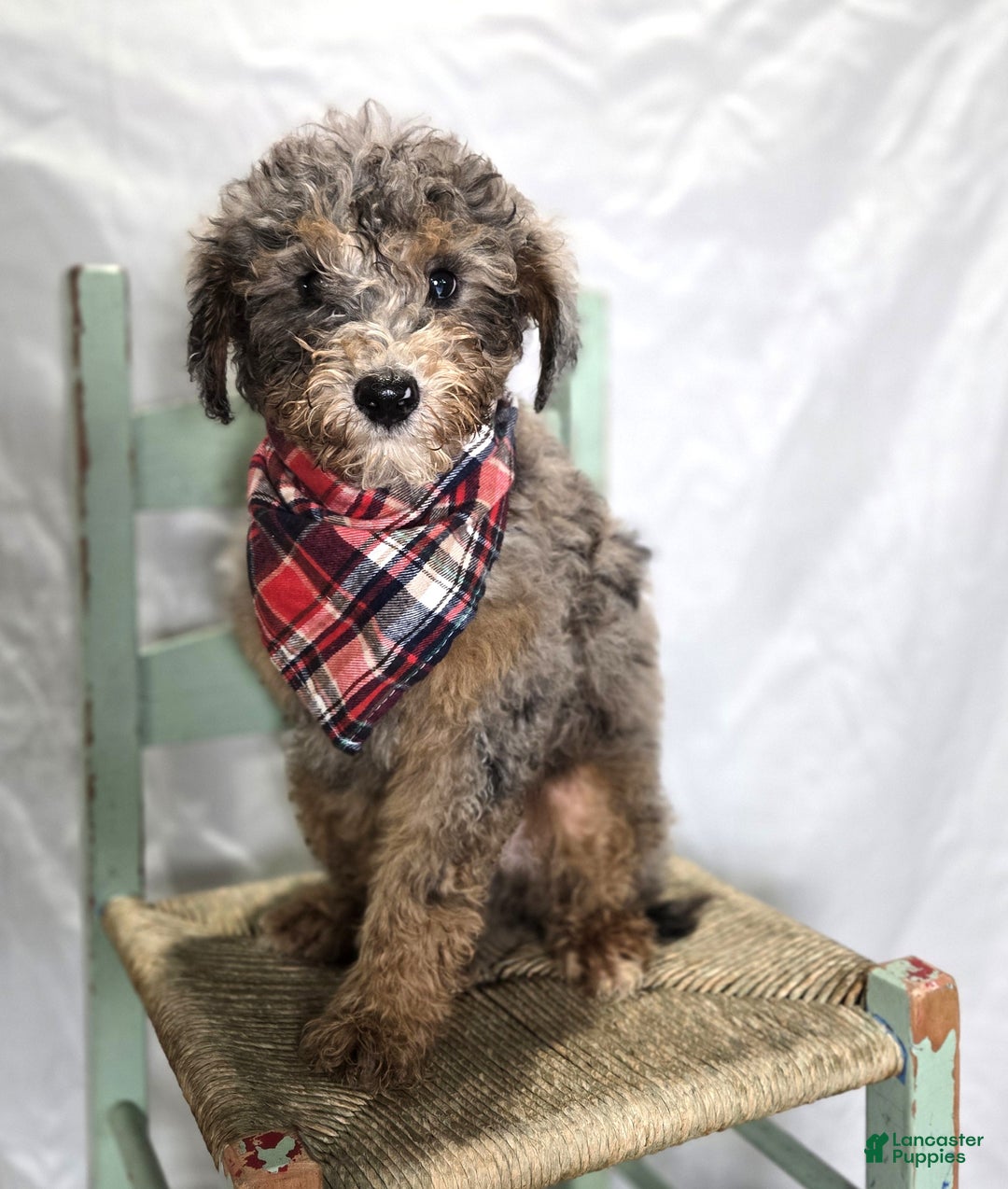 Mini Sheepadoodle dogs for sale: Juno - Ad 2