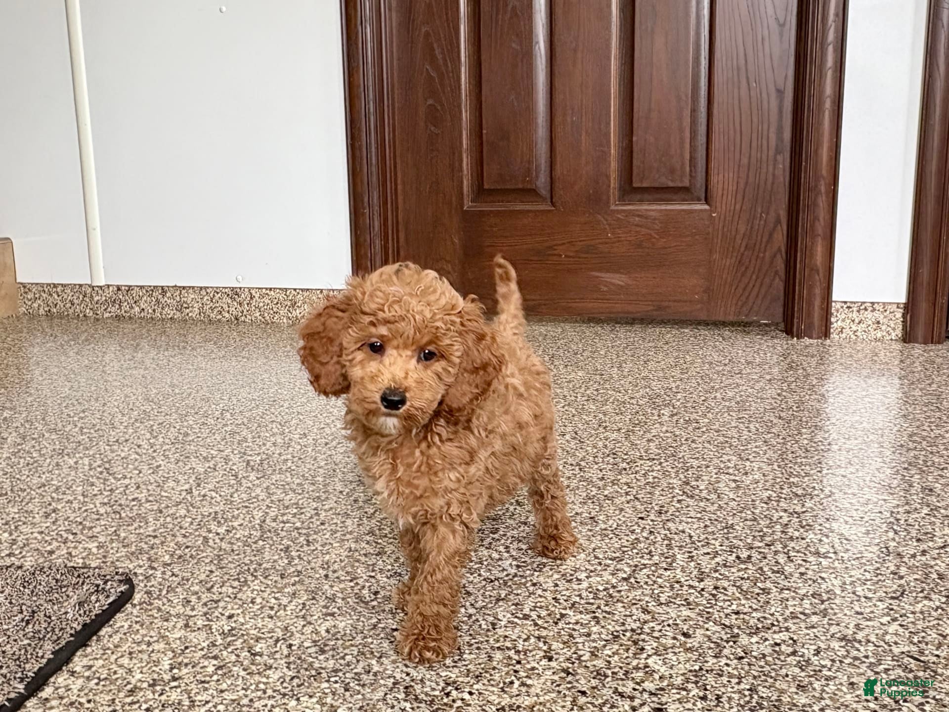 Cockapoo dogs Sara - Ad 2