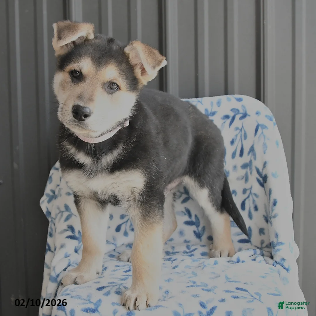 German Shepherd dogs for sale: Volt  - Ad 4