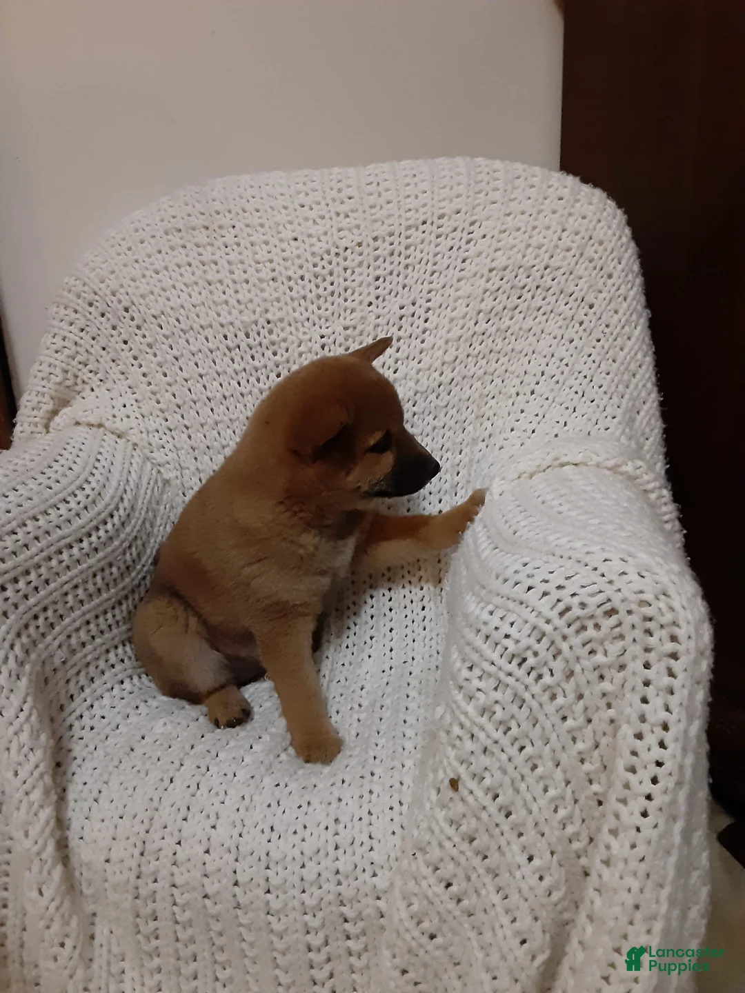 Gallery Image {{count}}