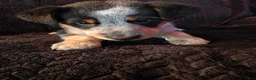 Mixed Breed dogs for sale: Journey - Ad 2