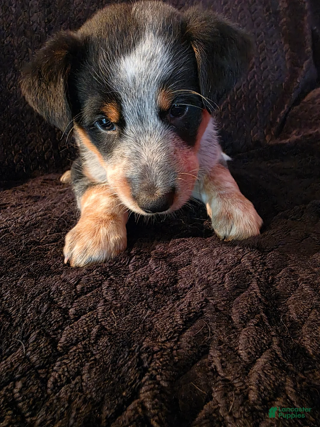Mixed Breed dogs for sale: Journey - Ad 2