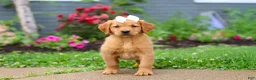 Golden Retriever dogs for sale: Beauty - Ad 11
