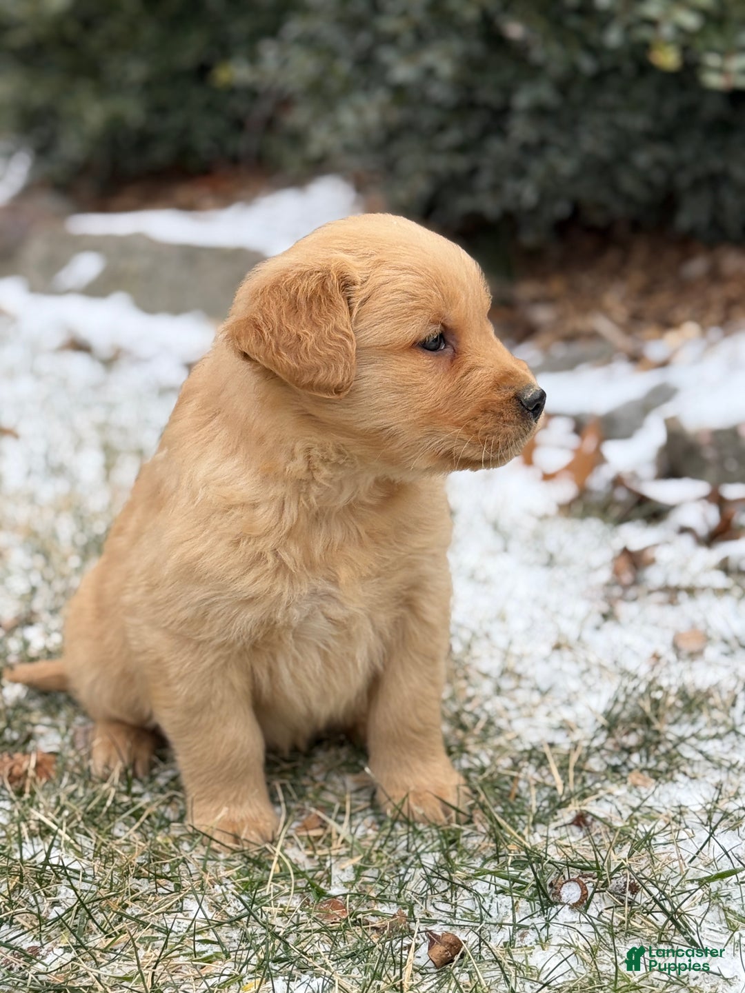 Golden Retriever dogs for sale: Sonic - Ad 4