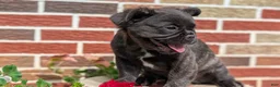 French Bulldog dogs for sale: Emmy - Ad 7