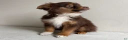 Toy Australian Shepherd dogs for sale: Petey - Ad 2