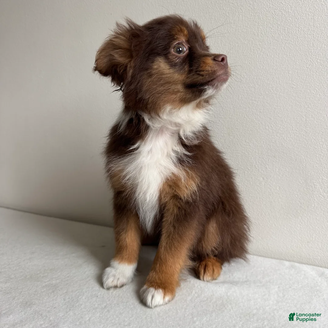 Toy Australian Shepherd dogs for sale: Petey - Ad 2